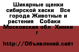 Шикарные щенки сибирской хаски - Все города Животные и растения » Собаки   . Московская обл.,Химки г.